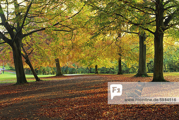 Bäume in Herbstfarben und Parkbank neben einem Pfad am Clifton  Bristol  England  Vereinigtes Königreich  Europa