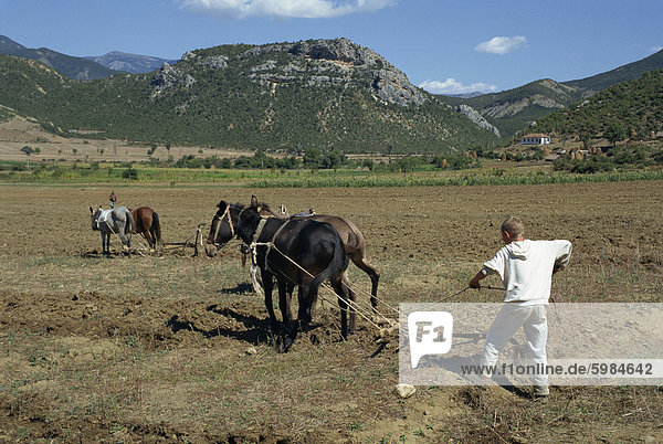 A farmer ploughing with horses in a field in the Vjosa valley in Albania  Europe