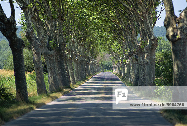 Leere Bäumen gesäumten Straße auf der Route de Vins  in der Nähe von Vaucluse  Provence  Frankreich  Europa