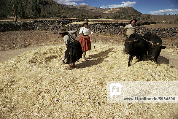 Dreschen Weizen bei Racchi  Cuzco Bereich  hoch-Anden  Peru  Südamerika