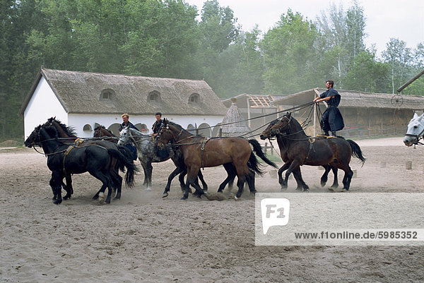 Csikos or cowboys on horse farm in the Puszta  Hungary  Europe