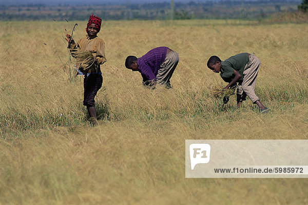 Boys in field harvesting 'tef'  Woolisso region  Shoa province  Ethiopia  Africa