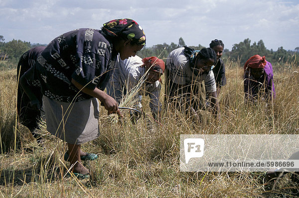 Team of women harvesting crops  Soddo  Ethiopia  Africa