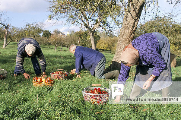Gathering apples in an orchard  Auge region  Normandy  France  Europe