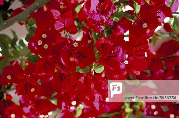 Nahaufnahme der Rosa das Bougainvillea Blumen  Andalusien  Spanien  Europa