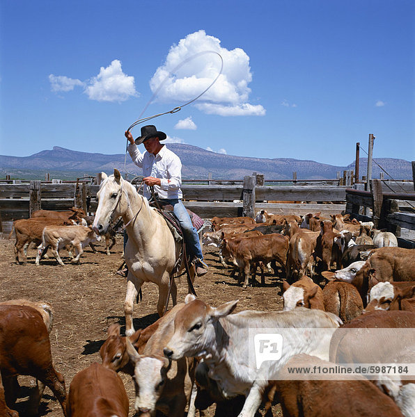 Cowboy riding a horse rounding up cattle for branding in Arizona  United States of America  North America