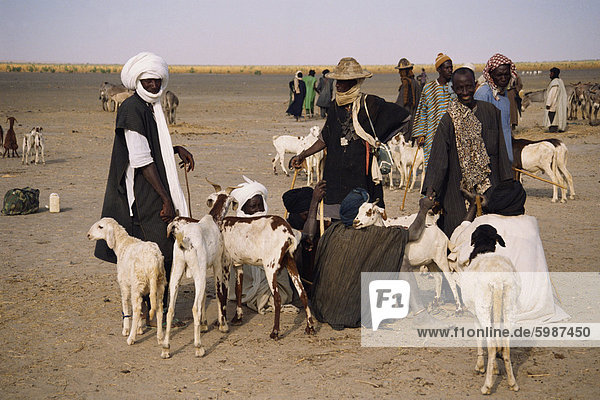 Men und Ziegen am Markt Tag  Kanioume  Mali  Westafrika  Afrika