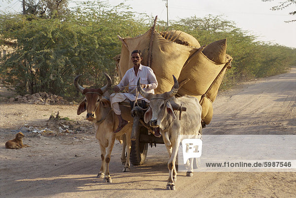 Bullock cart near Jodhpur  Rajasthan state  India  Asia