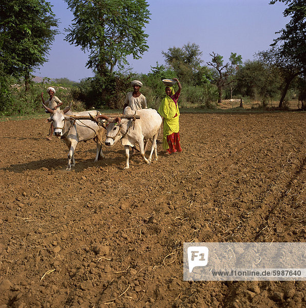 Farmer and his wife using oxen  Rajasthan  India  Asia