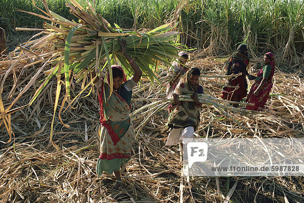 Zuckerrohr-Ernte  Gujarat Zustand  Indien  Asien