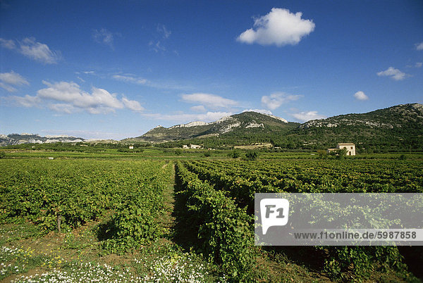 Weinberge in der Nähe von Beaumes de Venise  Vaucluse  Provence  Frankreich  Europa