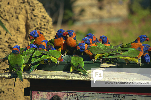 Regenbogen (Papageien)  Northern Territory  Australien  Pazifik