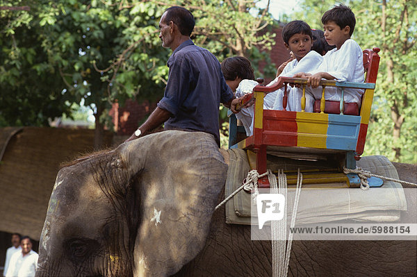 Elephant ride at the zoo  Lahore  Pakistan  Asia