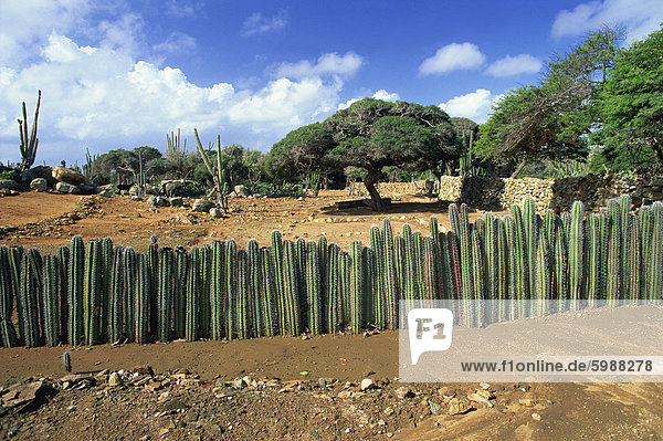 Traditionelle Kaktus Zaun zu halten Tiere Weg von Kulturpflanzen  Cunucu  Aruba  Westindische Inseln  Karibik  Mittelamerika