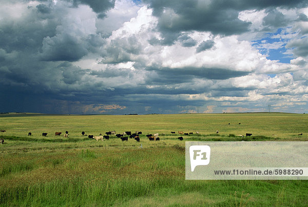 Rind Viehzucht  N3 Highway  Südafrika  Afrika