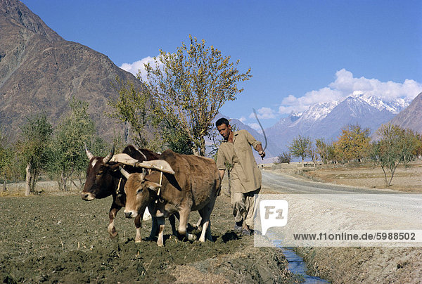 Ein Landwirt Pflügen mit einem Bullock-Team neben Karakorum Highway im Gilgit Bereich von Pakistan Asien