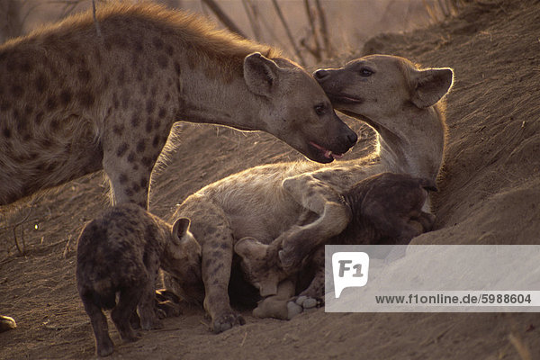 Spotted hyenas (Crocutta crocutta)  Kruger National Park  South Africa  Africa