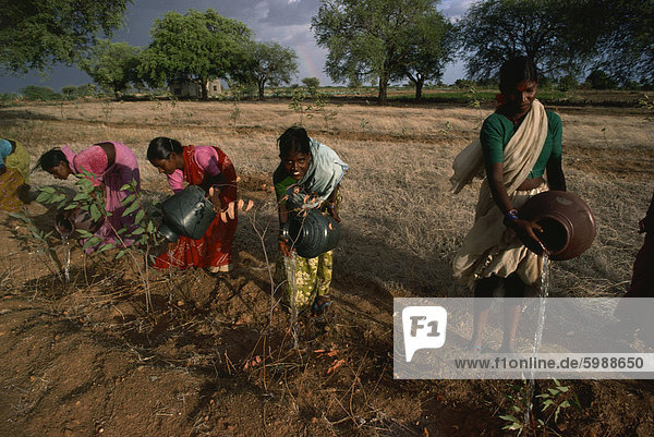 Women planting trees  Andhra Pradesh  India  Asia