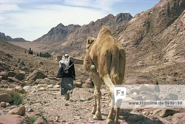 Man leading camel  near St. Catherine's Monastery  Sinai  Egypt  North Africa  Africa