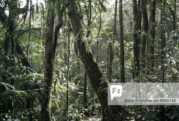 Lowland Dipterocarp Wald  Kota Kinabalu Nationalpark  Sabah  Malaysia  Insel Borneo  Asien