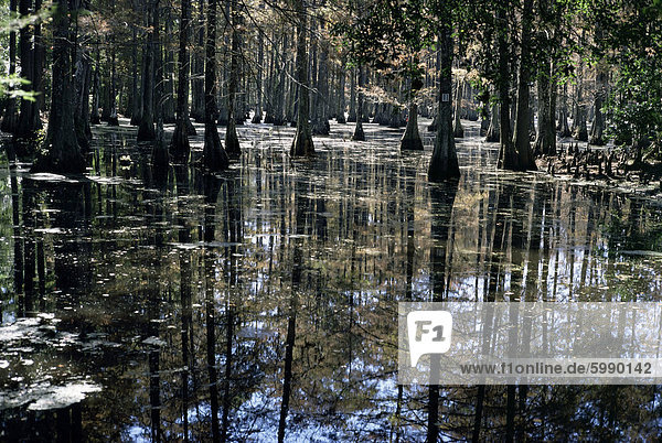 Cypress Sumpf, Cypress Gardens, in der Nähe von Charleston, South Carolina, Vereinigte Staaten von Amerika, Nordamerika