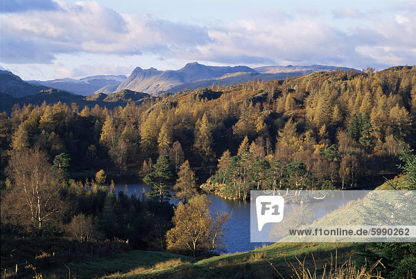 Tarn Hows Lake District-Nationalpark Cumbria England Vereinigtes Königreich Europa