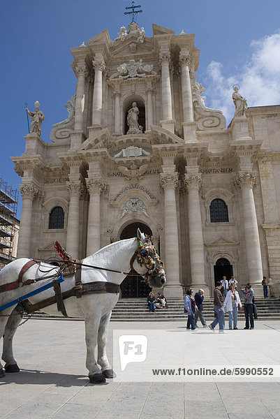 Pferd vor der Kathedrale  Piazza Duomo  Ortygia  Syrakus  Sizilien  Italien  Europa