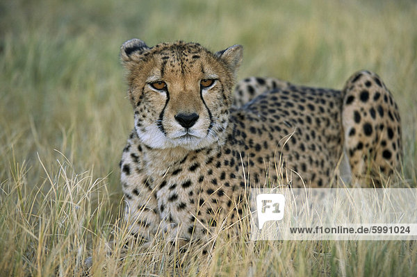 Unverlierbare Gepard (Acinonyx Jubatus) Namibia Afrika