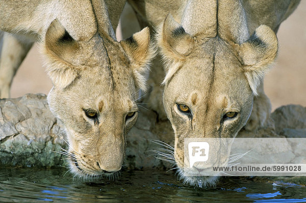 Löwen (Panthera Leo) trinken  Kgalagadi Transfrontier Park  Südafrika  Afrika