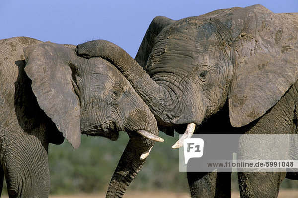Zwei afrikanischen Elefanten (Loxodonta Africana)  Greater Addo National Park  Südafrika  Afrika