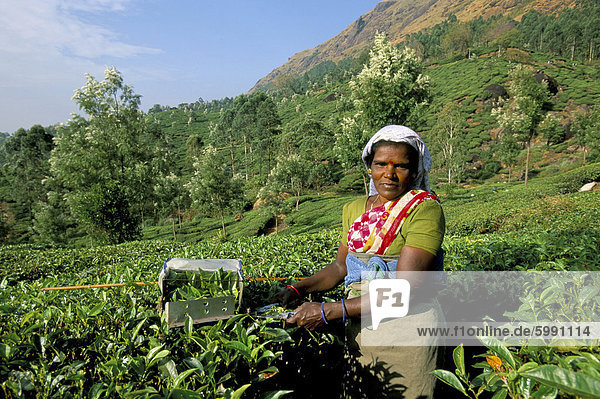 Frau Kommissionierung Tee auf Teeplantage  Munnar  Westghats  Kerala Zustand  Indien  Asien