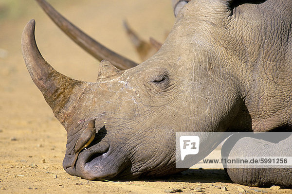 Weißes Nashorn (Ceratotherium Simum)  Hluhluwe Game Reserve  KwaZulu Natal  Südafrika  Afrika