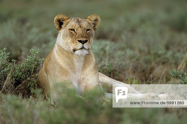 Lioness (Panthera leo) Etosha Namibia Africa