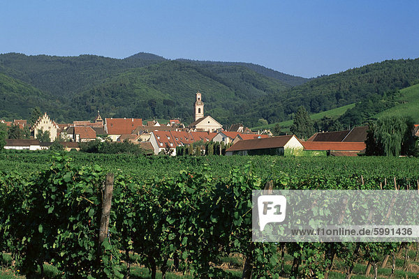 Blick zum Dorf von Weinbergen  Riquewihr  Haut-Rhin  Elsass  Frankreich  Europa