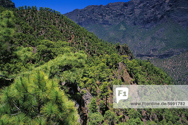 nahe Europa Baum Kiefer Pinus sylvestris Kiefern Föhren Pinie Atlantischer Ozean Atlantik Kanaren Kanarische Inseln La Palma Mirador Spanien