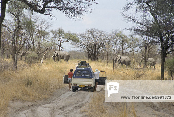 Tourist standing by car watching elephants cross road  Chobe National Park  Botswana  Africa