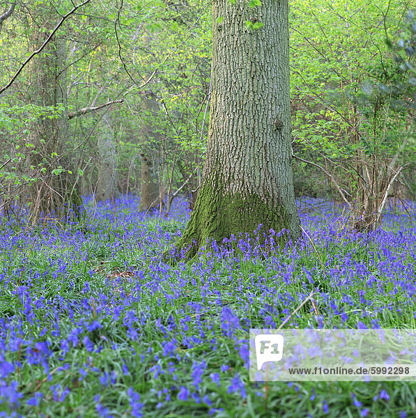 Glockenblumen in einem Wald in England  Vereinigtes Königreich  Europa