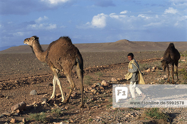 Shepherd boy with two camels in arid landscape  near Ouarzazate  Morocco  North Africa  Africa