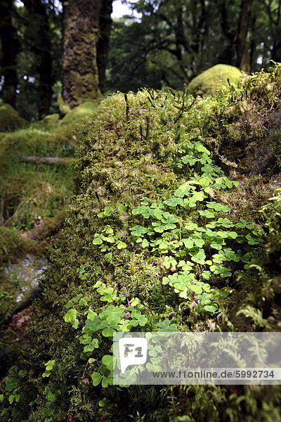 Kleeblatt wächst in einem alten Eichenwald  County Kerry  Munster  Irland  Europa
