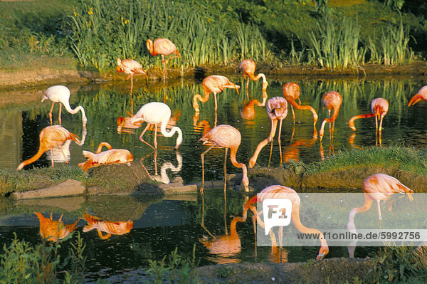 Flamingos  Marwell Zoo  Hampshire  England  Vereinigtes Königreich  Europa