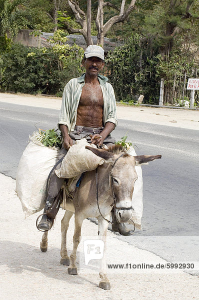 Man on a donkey carry sacks of sugar cane in rural Eastern Cuba  Cuba  West Indies  Central America