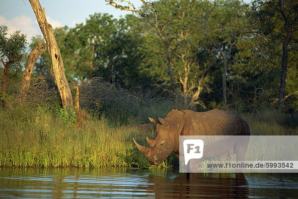 A single square-lipped or white rhinoceros (Ceratotherium simus) standing in water  Kruger National Park  South Africa  Africa