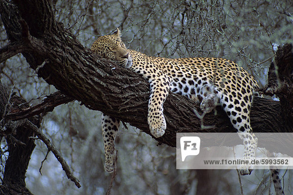 Close-up of a single leopard ( Panthera pardus )  asleep in a tree  Kruger National Park  South Africa  Africa