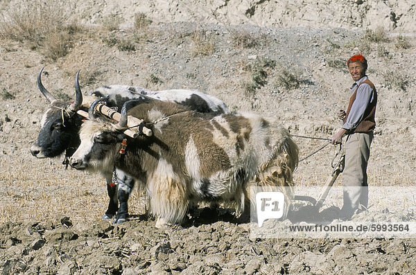 Yak-drawn plough in barley field high on Tibetan Plateau  Tibet  China  Asia