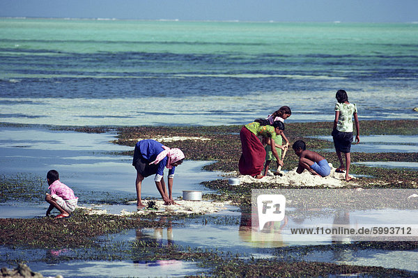 Kokosnuss-Schalen gehackt und begraben in Schlamm und Sand für ein oder zwei Wochen um sie weich auf Baa Atol in den Malediven  Indischer Ozean  Asien