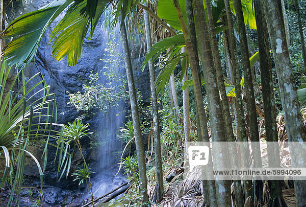 Wasserfall  Vallee de Mai Nationalpark  Insel Praslin  Seychellen  Indischer Ozean  Afrika