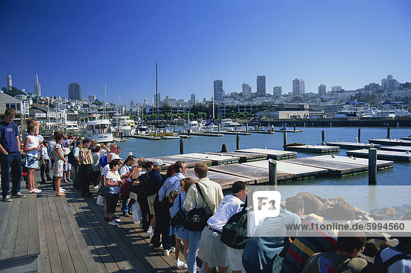 Tourists watching sea lions on Pier 39  at Fishermans Wharf  San Francisco  California  United States of America  North America