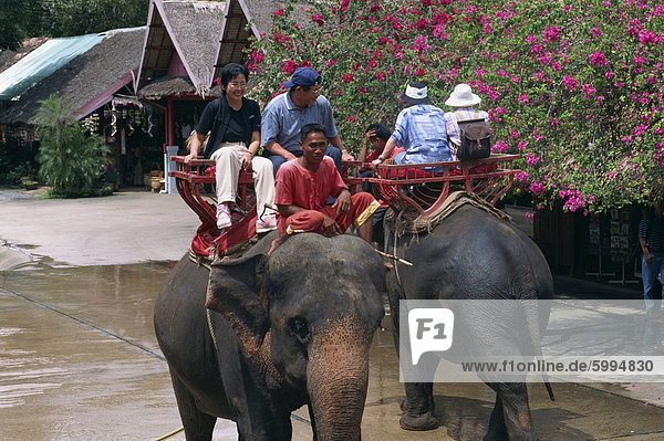 Tourists ride on elephants in the Rose Garden at Nakhon Pratom in Thailand  Southeast Asia  Asia