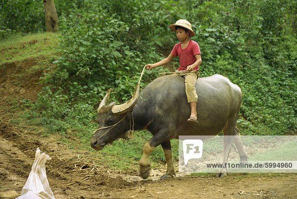 Small boy riding a water buffalo at Mai Chau  Vietnam  Indochina  Southeast Asia  Asia