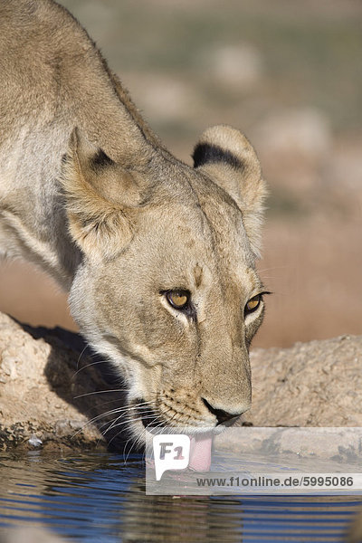 Löwin (Panthera Leo) trinken  Kgalagadi-Transfrontier-Nationalpark  Northern Cape  Südafrika  Afrika